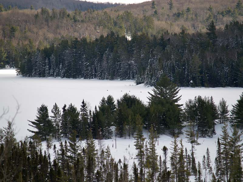 Wolves on Fork Lake